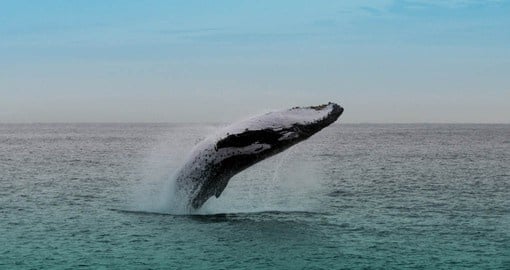 Get a chance to see Humpback whales on your next tour to Australia