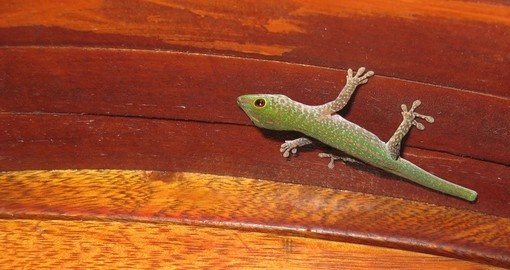 Cute green Seychelles gecko