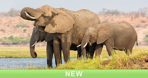 Chobe, know as "The Land of the Giants" is home to the largest concentration of elephant in Africa
