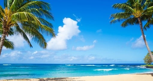 Coconut palm trees in Kauai