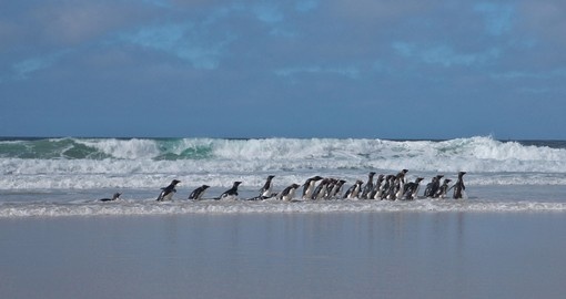 Rockhopper penguins get hit by the incoming tide