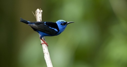 Observe colourful birds on your Panama Vacation