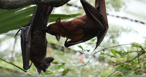 Bats in Singapore zoo