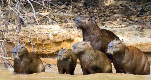 The biggest rodent in the world, the semi-aquatic capybara spends most of its time grazing or swimming