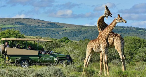 Enjoy morning and afternoon game drives when the animals are most active