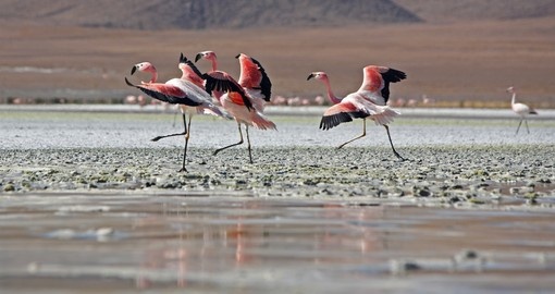 James's Flamingos at Laguna Colorado