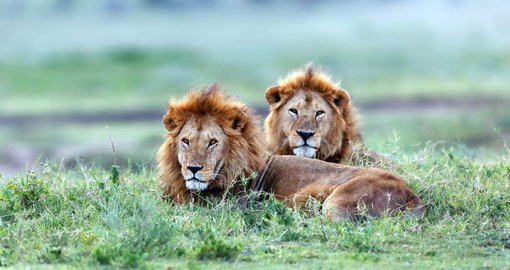 4000 lions make their home in the Serengeti