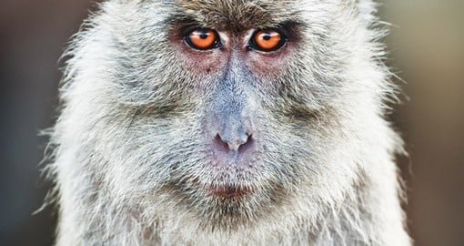 The long-tailed Macaque