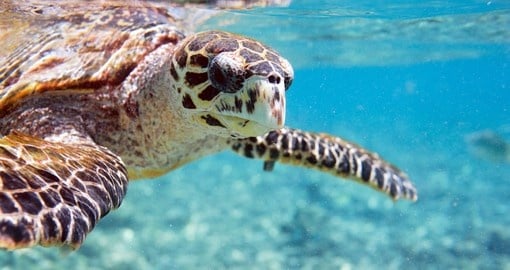 Hawksbill sea turtle swimming in Seychelles