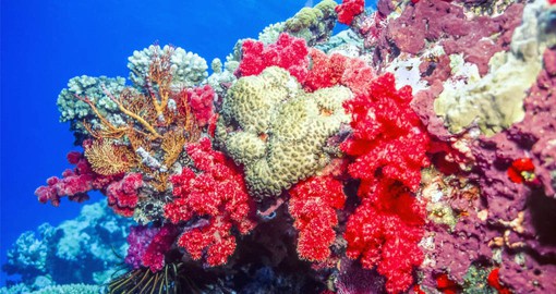 Enjoy your time by looking myriad of beautiful coral and colourful fish on your next trip