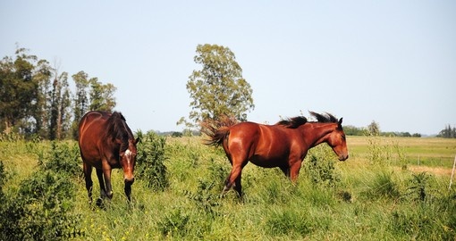 A couple of horses in the countryside of San Ramon