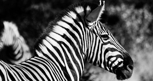 Tanzania's zebra
