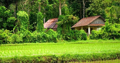 Rice fields surround Ubud