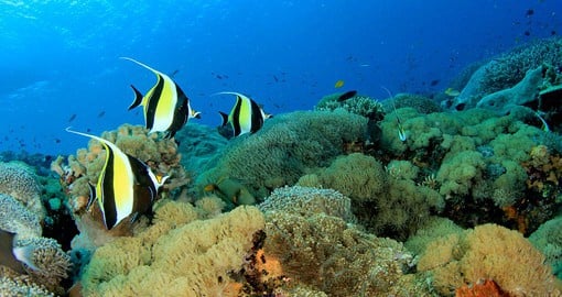 The world's largest coral reef system, The Great Barrier Reef is composed of over 2,900 individual reefs and 900 islands