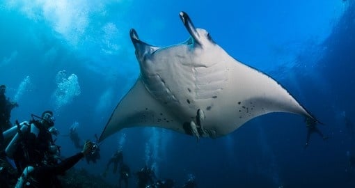 Manta ray over diver in Maldives