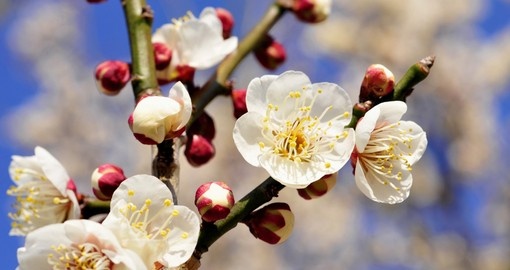 Japanese plum-blossom