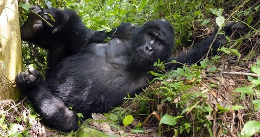 Gorilla family groups are led by a dominant adult male known as a silverback