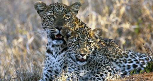 A South African Safari in Kruger National Park is part of your trip to South Africa