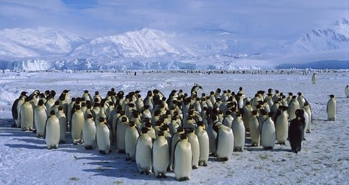 Hang out with curious penguins on your Antarctica tour