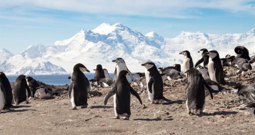 Recognizable by the black band that gives them their name, chinstrap penguins are the most abundant penguin in Antarctica
