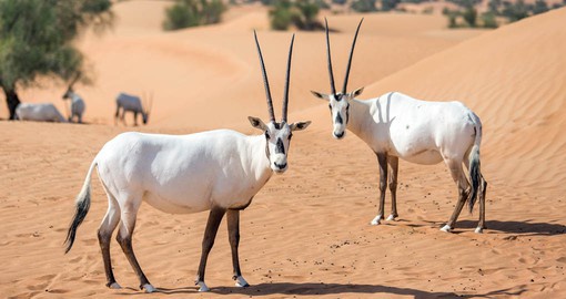 The Arabian Oryx is the national animal of Qatar