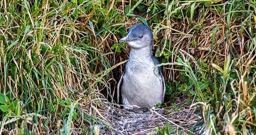 Take a glimpse at the penguins of Philip Island on your next trip to Australia.