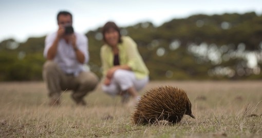 Kangaroo Island's wildlife provides many photo opportunities during your Australia vacation