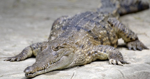 Visit the Crocodile Hunter’s Australia Zoo on your Australia Vacation