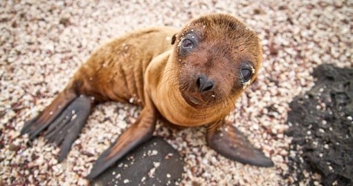 Baby galapagos sea lion