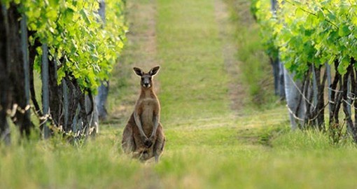 Visit Hunter Valley Vineyards on your next Australia vacations.