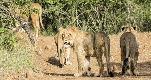 Enjoy close encounters with Africa's big cats at Amakhosi