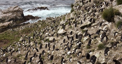 Rockhopper Penguin colony on Pebble Island