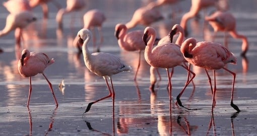 Flamingos on Lake Nakuru are one of many highlights on your Kenya vacation.