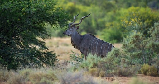 Sanbona Wildlife Reserve is located in the Little Karoo and is home to huge diversity of animals