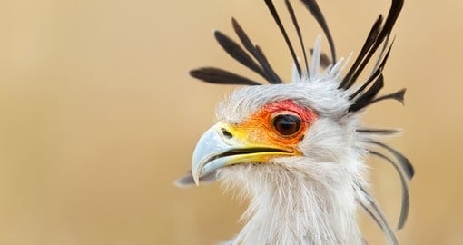Secretary Bird viewed during a trip to Kruger National Park South Africa
