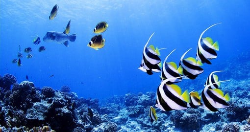 Enjoy the spectacular underwater life of the lagoon on your trip