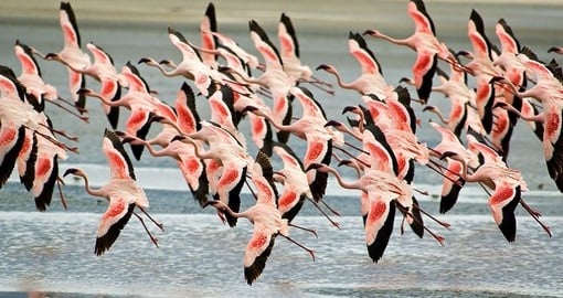 Flamingoes flying low in the crater