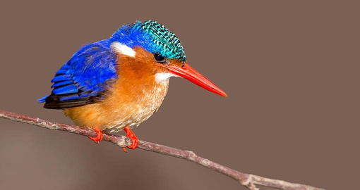 Enjoy some spectacular bird watching on your South Africa Safari