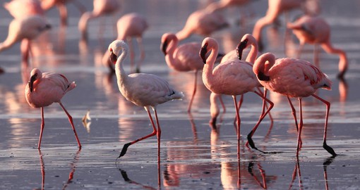 On the floor of the Great Rift Valley, Lake Nakuru is home to a large population of Flamingos