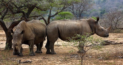 The oldest proclaimed reserve in Africa, Hluhluwe-Imfolozi Park has the largest population of White Rhino in the world