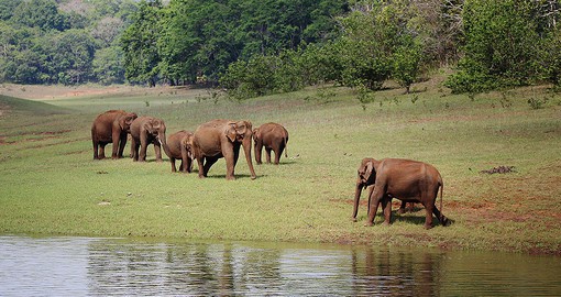 Periyar National Park is home to tigers and has a significant elephant population