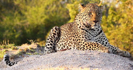 Sabi Sand Game Reserve boarders the Kruger National Park
