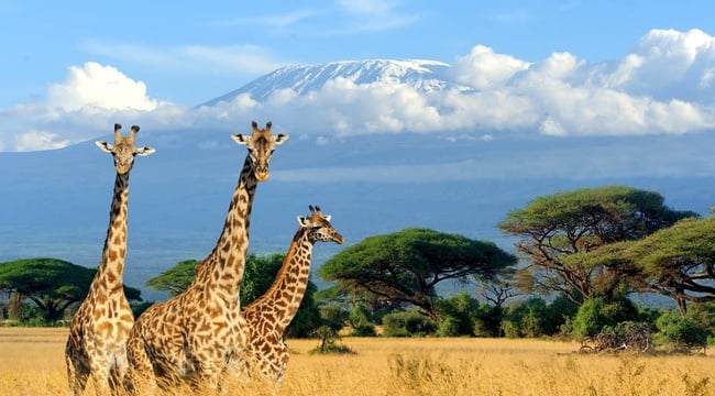 Best Safari Locations in East Africa