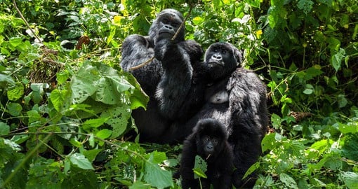 Gorillas live in family groups ranging from two to more than 50
