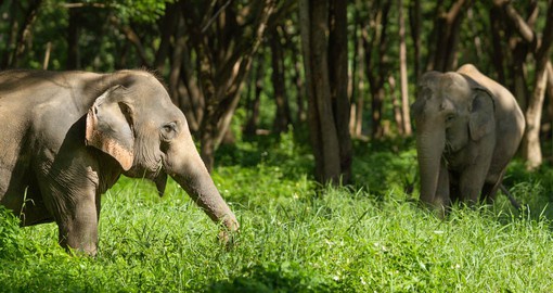Take on the unique Pa Sak Tong elephant experience - a truly thrilling adventure!