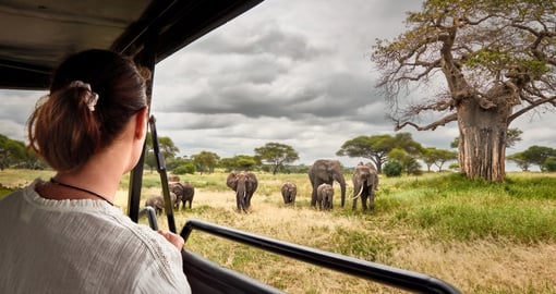 woman on safari watching elephant herd