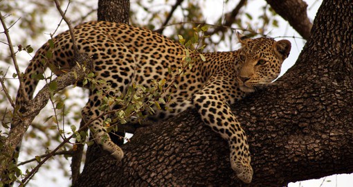 Capture the peace of lounging leopards as they rest