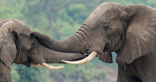 Uganda has an elephant population of over 5,000