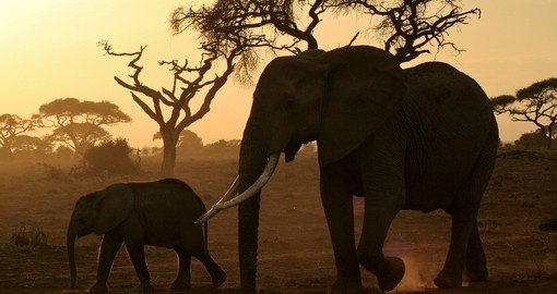 Elephants on the savanna plain, Amboseli National Park