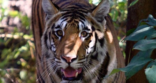 Bengal tiger at Panna National Park